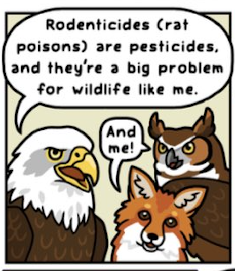Save Wildlife: Stop Using Rodenticides